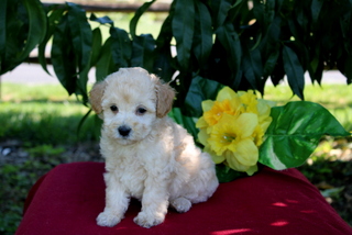 puppy, for, sale, Mini Goldendoodle F1BB, Matthew B. Stoltzfus, dog, breeder, Gap, PA, dog-breeder, puppy-for-sale, forsale, nearby, find, puppyfind, locator, puppylocator, aca